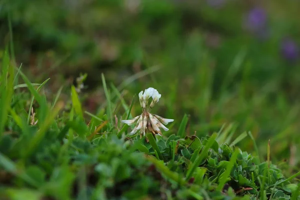 Trèfle Blanc Cultivé Dans Les Champs — Photo