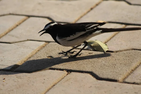 Primer Plano Pájaro Urraca Posado Camino Pavimentado Bajo Luz Del —  Fotos de Stock