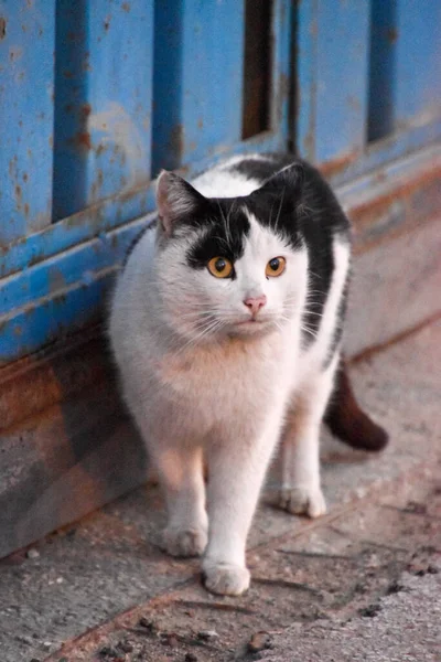 거리에서 응시짧은 고양이의 — 스톡 사진