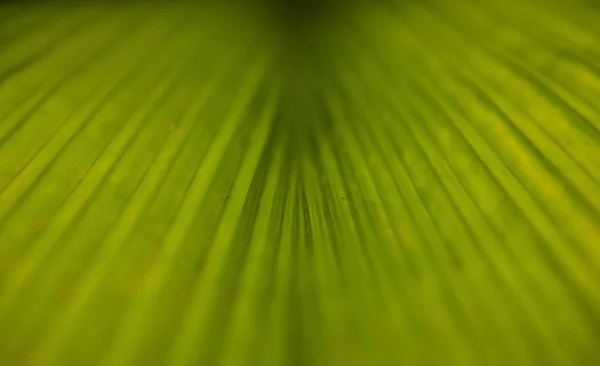 Egy Közeli Felvétel Egy Zöld Levél Textúráról — Stock Fotó