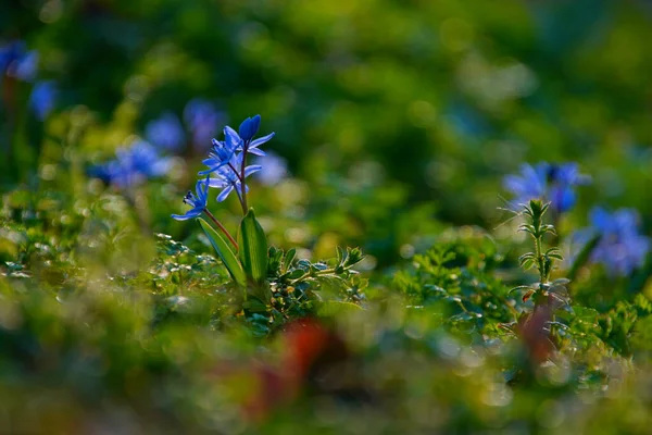 Μια Όμορφη Φωτογραφία Ενός Κήπου Γεμάτου Μοβ Λουλούδια Κατά Διάρκεια — Φωτογραφία Αρχείου