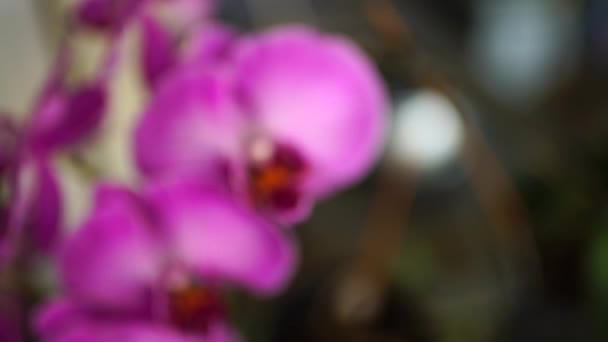 Krásná Fialová Orchidej Květina Zahradě — Stock video