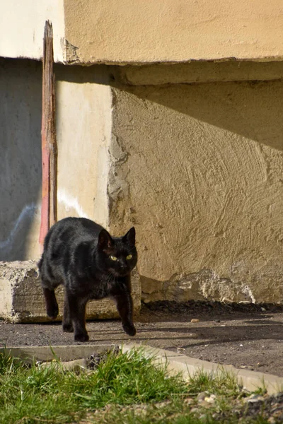 Een Kleine Zwarte Kat Die Buiten Straat Loopt — Stockfoto