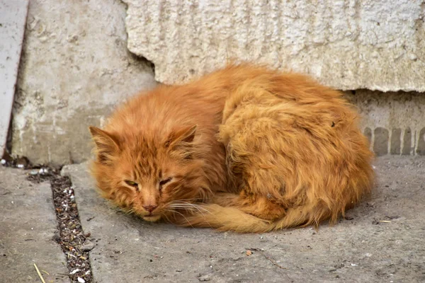 Μια Μικρή Καφέ Γάτα Ξαπλωμένη Στο Δρόμο Εξωτερικούς Χώρους — Φωτογραφία Αρχείου