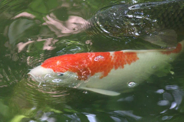 陽射しの下の池で泳ぐ鯉の群れ — ストック写真