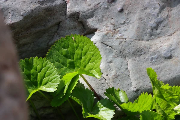 在阳光下美丽的绿色心房植物 — 图库照片