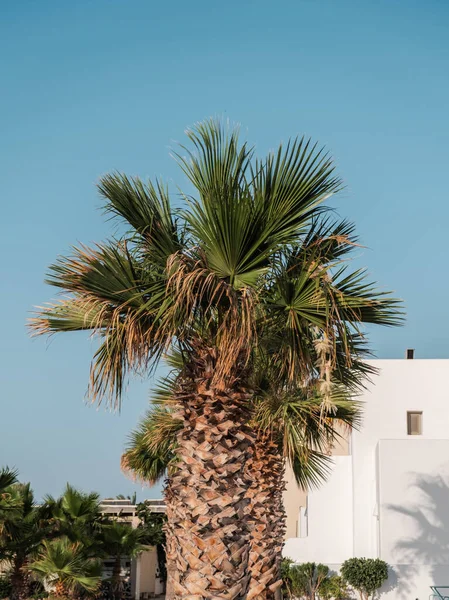 Een Verticale Sho Van Witte Huizen Met Hoge Palmbomen Voor — Stockfoto