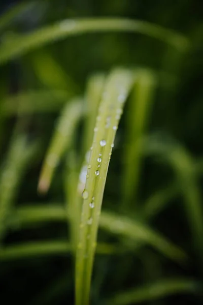 Primer Plano Una Hierba Verde Con Gotitas Agua — Foto de Stock