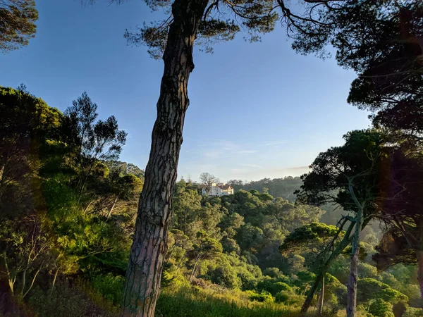 Ett Landskap Skog Täckt Grönska Solljuset Och Blå Himmel — Stockfoto
