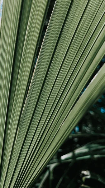 Plano Vertical Hojas Verdes Una Planta Perfecta Para Fondo — Foto de Stock