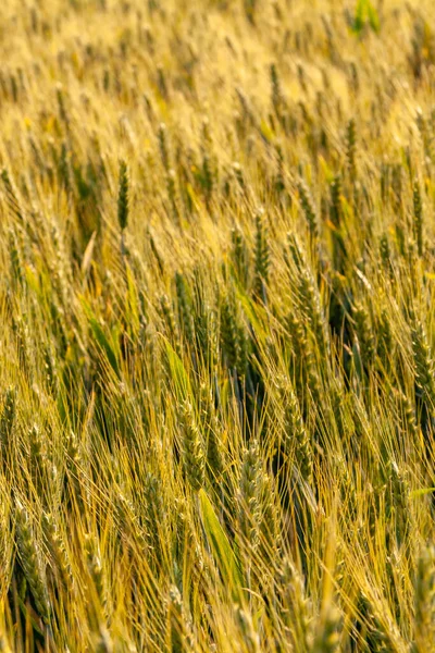 Vertikální Záběr Pšeničného Pole Ideální Pro Pozadí — Stock fotografie