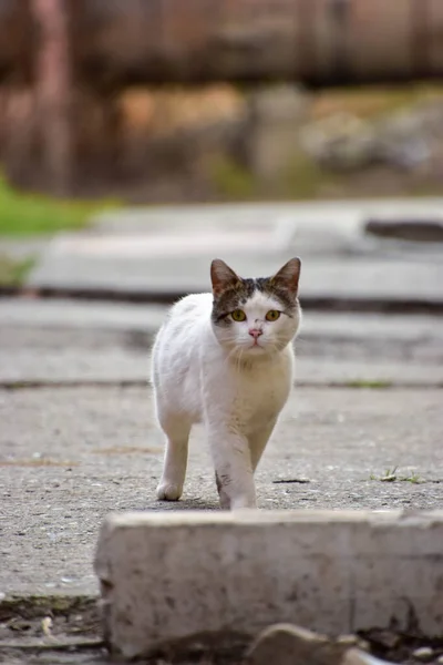 Piccolo Gatto Bianco Che Cammina Strada Outdoora — Foto Stock