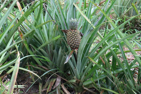 Primo Piano Ananas Gustoso Sano Raccolta — Foto Stock