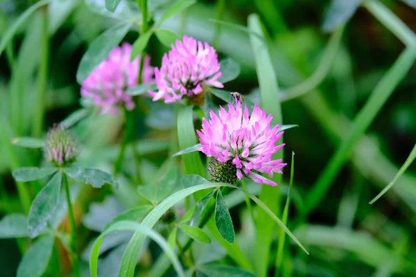 Primo Piano Bellissimi Fiori Campo Viola Trifoglio — Foto Stock