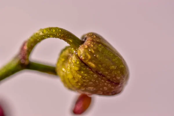 Eine Nahaufnahme Einer Knospe Mit Tröpfchen Darauf Auf Verschwommenem Hintergrund — Stockfoto