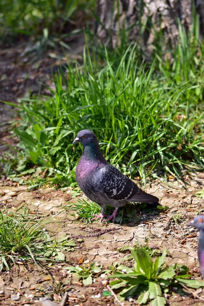 Vertical Shot Dove Ground — Stock Photo, Image