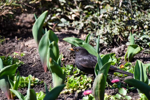 Merle Commun Sol Dans Parc — Photo