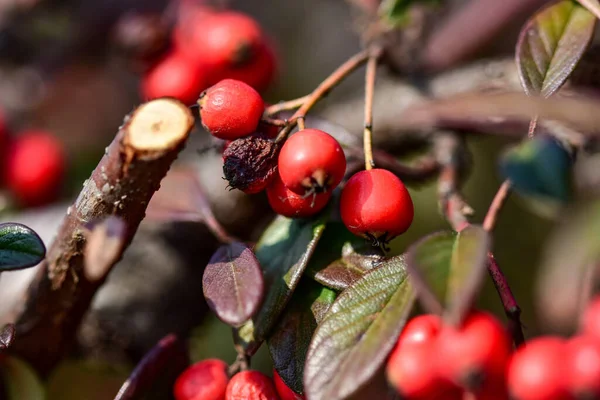 Viele Rote Cotoneaster Beeren Reifen Auf Einem Baum — Stockfoto