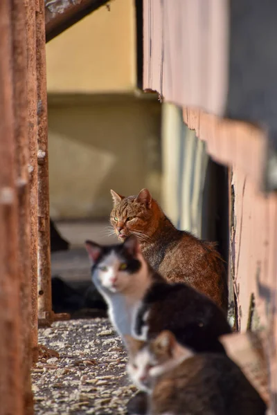 屋外の通りに二匹の猫が横たわっていた — ストック写真