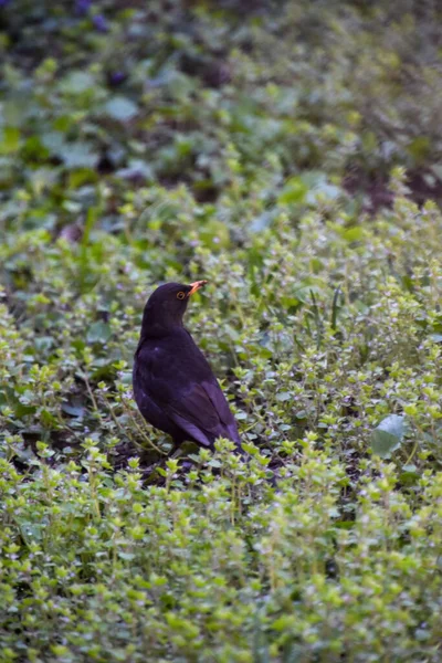 公園の地面によくある黒い鳥 — ストック写真
