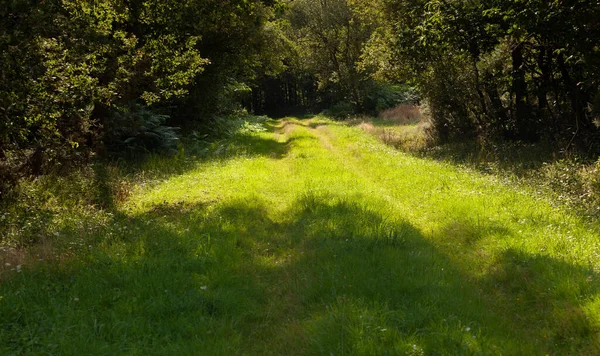 Gräsbevuxen Skogsstig Solljuset — Stockfoto