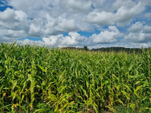 Den Molniga Himlen Över Jordbruksmarken — Stockfoto