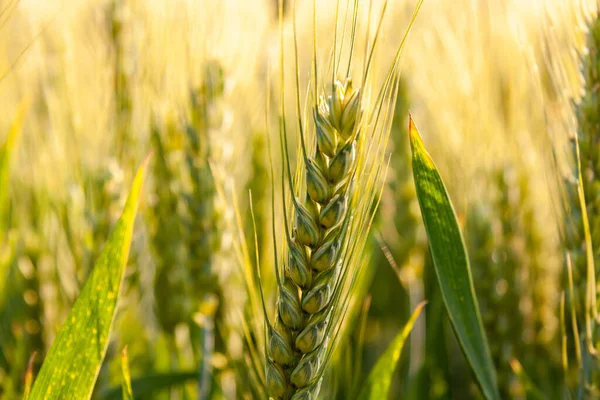 Крупним Планом Пшениця Росте Полі — стокове фото