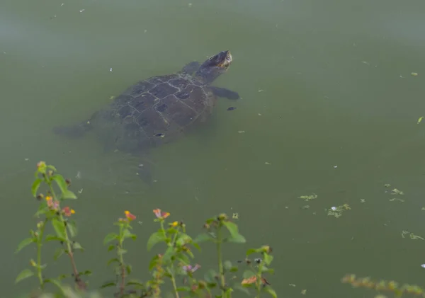 Una Tartaruga Che Nuota Nel Lago Verde — Foto Stock