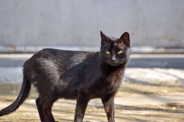 屋外の通りを歩いている小さな黒い猫 — ストック写真