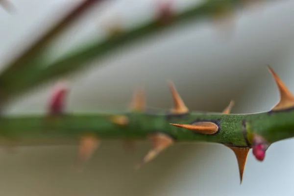 Closeup Shot Rose Stem Thorns Blurred Background — Stock Photo, Image