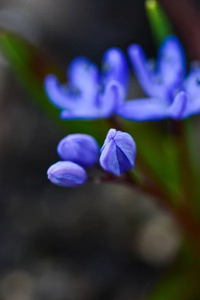 Eine Nahaufnahme Von Blauem Quietschen Mit Zwei Blättern Auf Unscharfem — Stockfoto