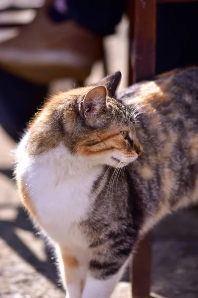 Petit Chat Marchant Dans Rue Extérieur — Photo