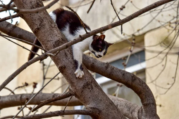 木の上に黒と白の小さな猫 — ストック写真