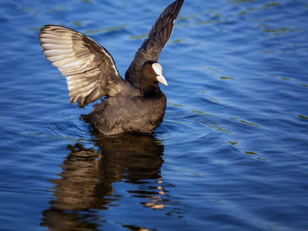 Nahaufnahme Eines Blässhühnchens Das Auf Dem Wasser Seine Flügel Ausbreitet — Stockfoto