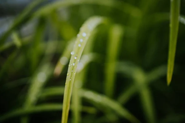 Gros Plan Une Herbe Verte Avec Des Gouttelettes Eau — Photo