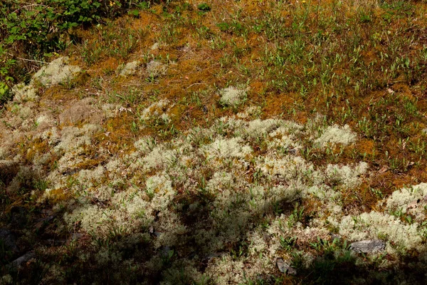 Lichen Blanc Herbe Rare Recouvrant Sol — Photo