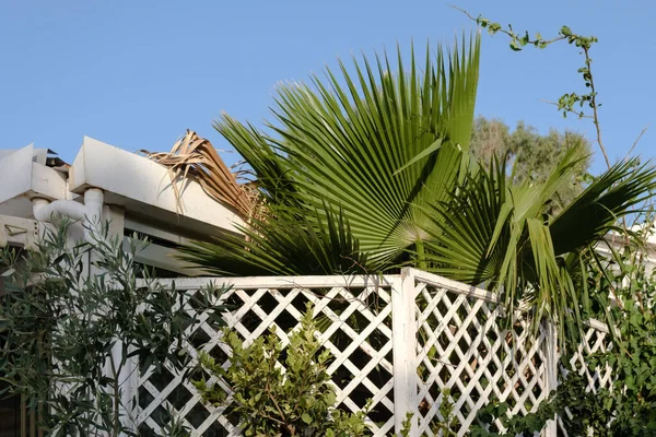 白色篱笆后面的棕榈树景观 — 图库照片