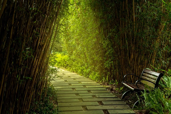 Bambu Ormanında Bir Bank Huzur Içinde Bir Patika — Stok fotoğraf