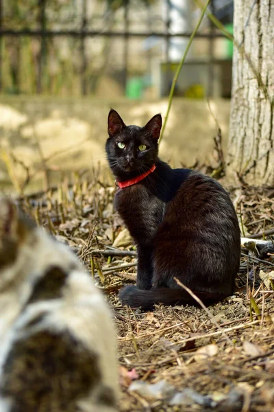 屋外の通りに座っている小さな黒い猫 — ストック写真