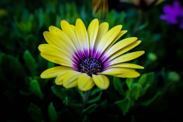 Closeup Shot Yellow African Daisy Blurred Backgrou — Stock Photo, Image