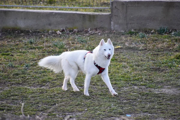 Egy Gyönyörű Kép Egy Aranyos Fehér Kutyáról Parkban — Stock Fotó