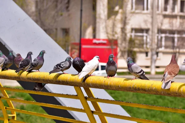 Parktaki Korkuluklara Tünemiş Bir Güvercin Sürüsü — Stok fotoğraf