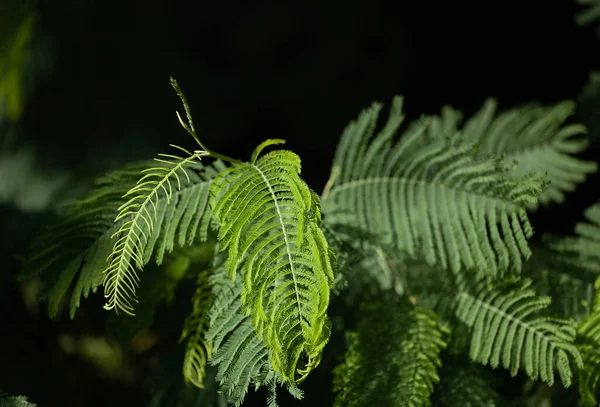 Closeup Green Fern Branches Darkness — Stock Photo, Image