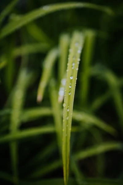 Крупный План Зеленой Травы Капельками Воды — стоковое фото