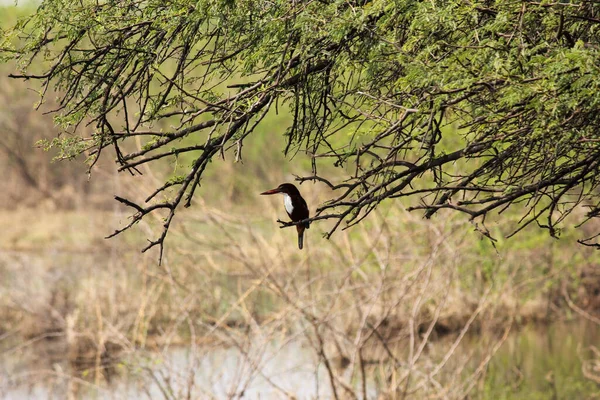 Kilátás Egy Kingfisher Birch Ült Ágon Felett — Stock Fotó