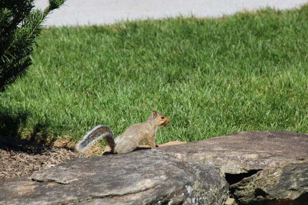 Closeup Squirrel Rocks Field Sunlight — Stock Photo, Image