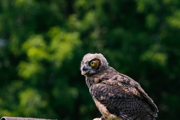 背景がぼやけているユーラシアの鷹のフクロウ — ストック写真