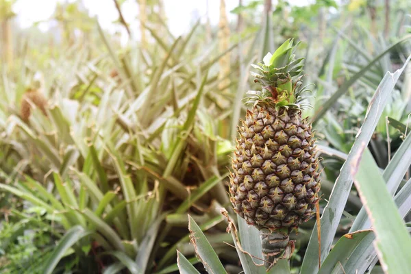 Detailní Záběr Chutné Zdravé Ananas Pro Sklizeň — Stock fotografie