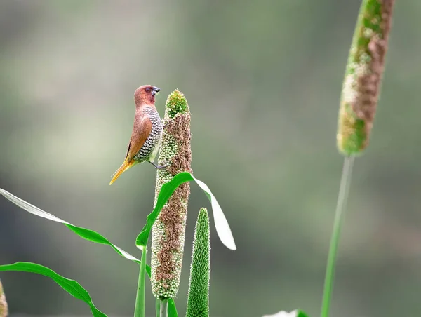 Soft Focus Scaly Breasted Munia Perched Side Catt — Stock Photo, Image