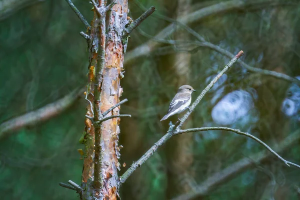 Gray Flycatcher Empidonax Wrightii Perched Tree Branch — Stock Photo, Image